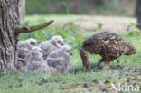 Eurasian Eagle-Owl (Bubo bubo)