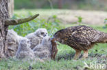 Eurasian Eagle-Owl (Bubo bubo)