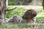 Eurasian Eagle-Owl (Bubo bubo)