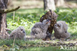 Eurasian Eagle-Owl (Bubo bubo)