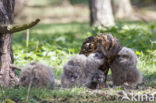 Eurasian Eagle-Owl (Bubo bubo)