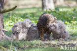 Eurasian Eagle-Owl (Bubo bubo)