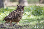 Oehoe (Bubo bubo)