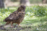 Oehoe (Bubo bubo)