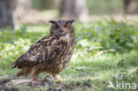 Oehoe (Bubo bubo)