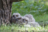 Oehoe (Bubo bubo)