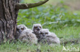 Oehoe (Bubo bubo)