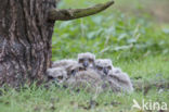 Oehoe (Bubo bubo)