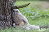 Oehoe (Bubo bubo)