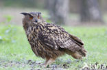 Oehoe (Bubo bubo)