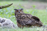 Oehoe (Bubo bubo)