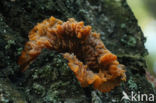 Oranje aderzwam (Phlebia radiata)