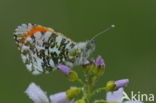 Oranjetipje (Anthocharis cardamines)