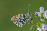 Orange-tip (Anthocharis cardamines)