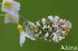 Oranjetipje (Anthocharis cardamines)