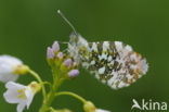 Oranjetipje (Anthocharis cardamines)