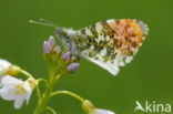 Oranjetipje (Anthocharis cardamines)