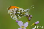 Oranjetipje (Anthocharis cardamines)