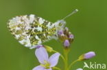 Oranjetipje (Anthocharis cardamines)