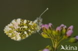 Orange-tip (Anthocharis cardamines)