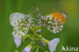 Oranjetipje (Anthocharis cardamines)