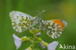 Oranjetipje (Anthocharis cardamines)