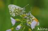 Oranjetipje (Anthocharis cardamines)