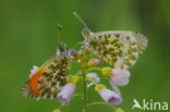 Oranjetipje (Anthocharis cardamines)