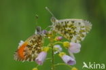 Orange-tip (Anthocharis cardamines)