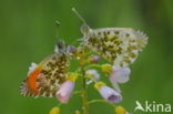 Orange-tip (Anthocharis cardamines)