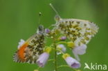 Oranjetipje (Anthocharis cardamines)