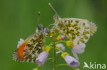 Oranjetipje (Anthocharis cardamines)