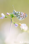 Orange-tip (Anthocharis cardamines)