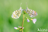 Orange-tip (Anthocharis cardamines)