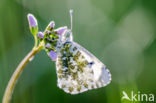 Oranjetipje (Anthocharis cardamines)