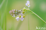 Orange-tip (Anthocharis cardamines)