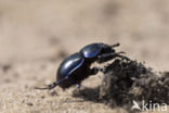 Common Dor Beetle (Geotrupes vernalis)