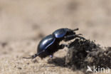 Paardenmestkever (Geotrupes vernalis)