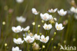 Parnassia (Parnassia palustris) 