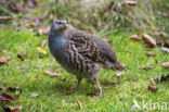 Grey Partridge (Perdix perdix)