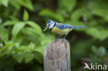 Pimpelmees (Parus caeruleus)