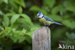 Blue Tit (Parus caeruleus)