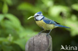 Pimpelmees (Parus caeruleus)