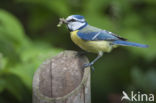 Blue Tit (Parus caeruleus)