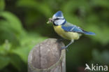 Blue Tit (Parus caeruleus)