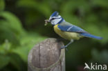 Blue Tit (Parus caeruleus)