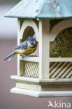 Blue Tit (Parus caeruleus)