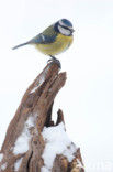 Blue Tit (Parus caeruleus)