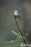 Blue Tit (Parus caeruleus)