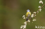 Blue Tit (Parus caeruleus)